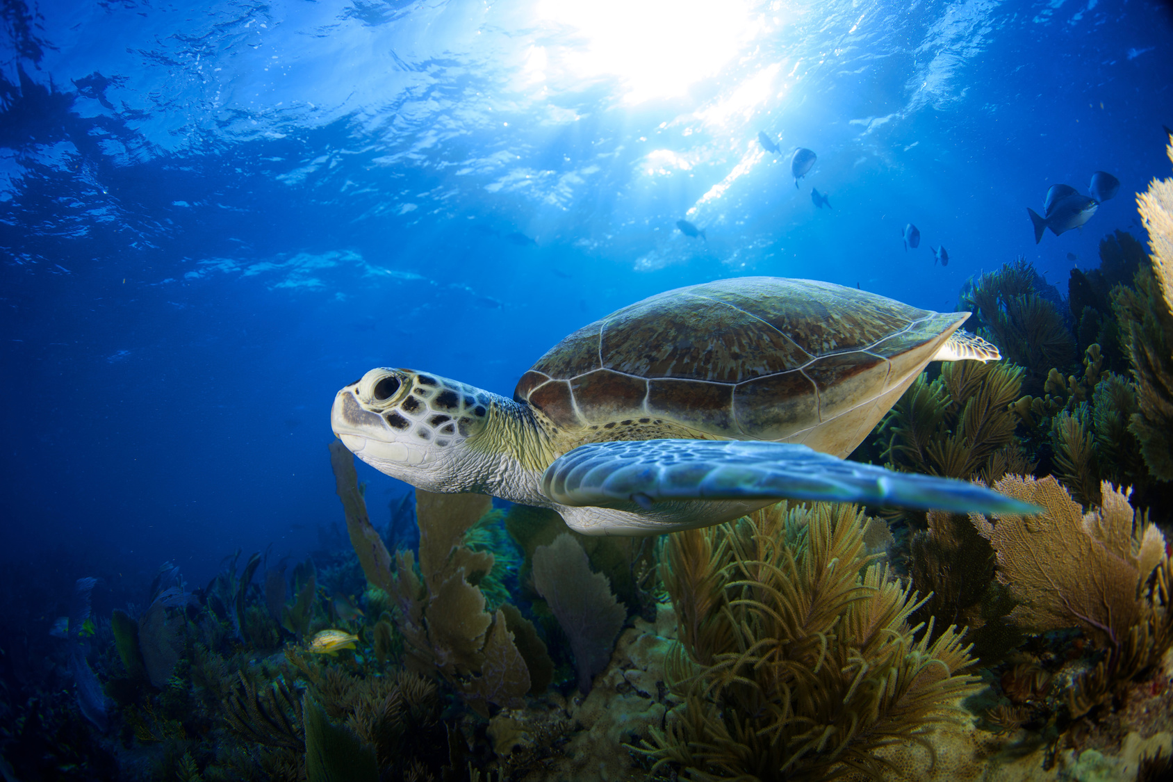 Are Sea Turtles Endangered Yes Or No